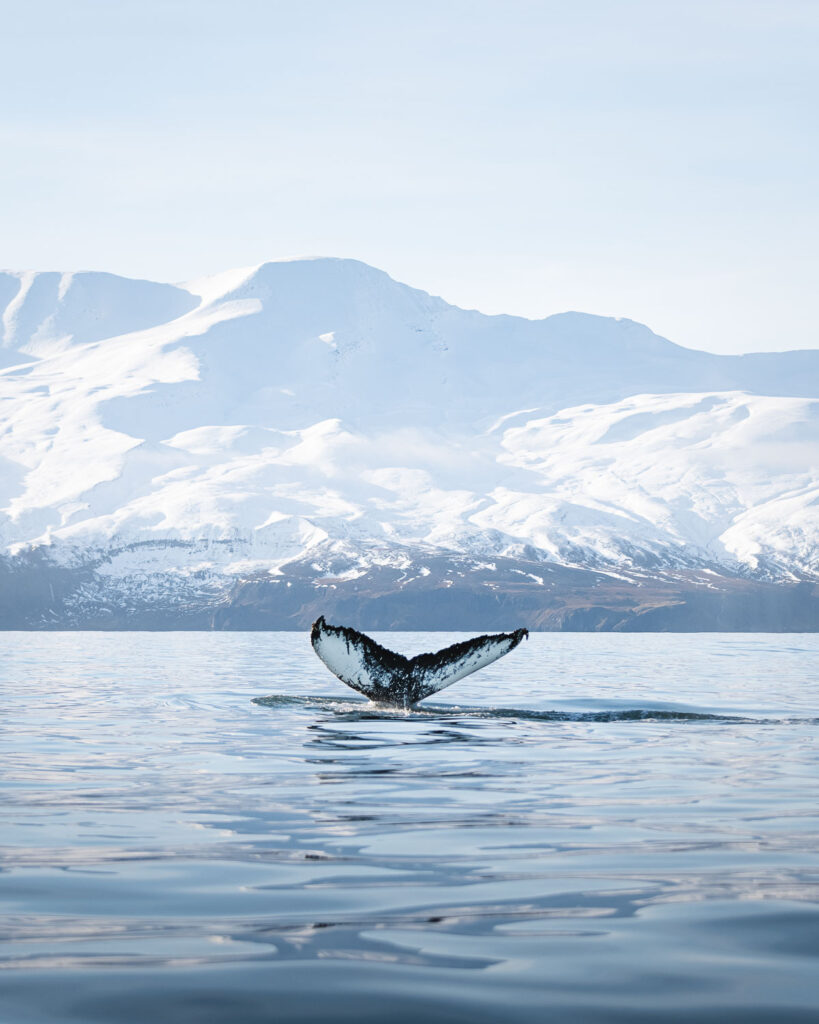 Humpback fluking © Ales Mucha