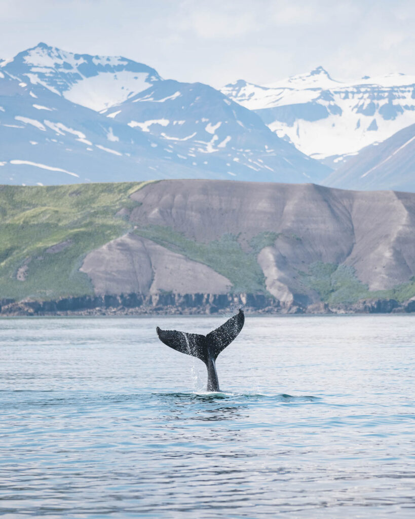 Humpback whale close to Hrísey island