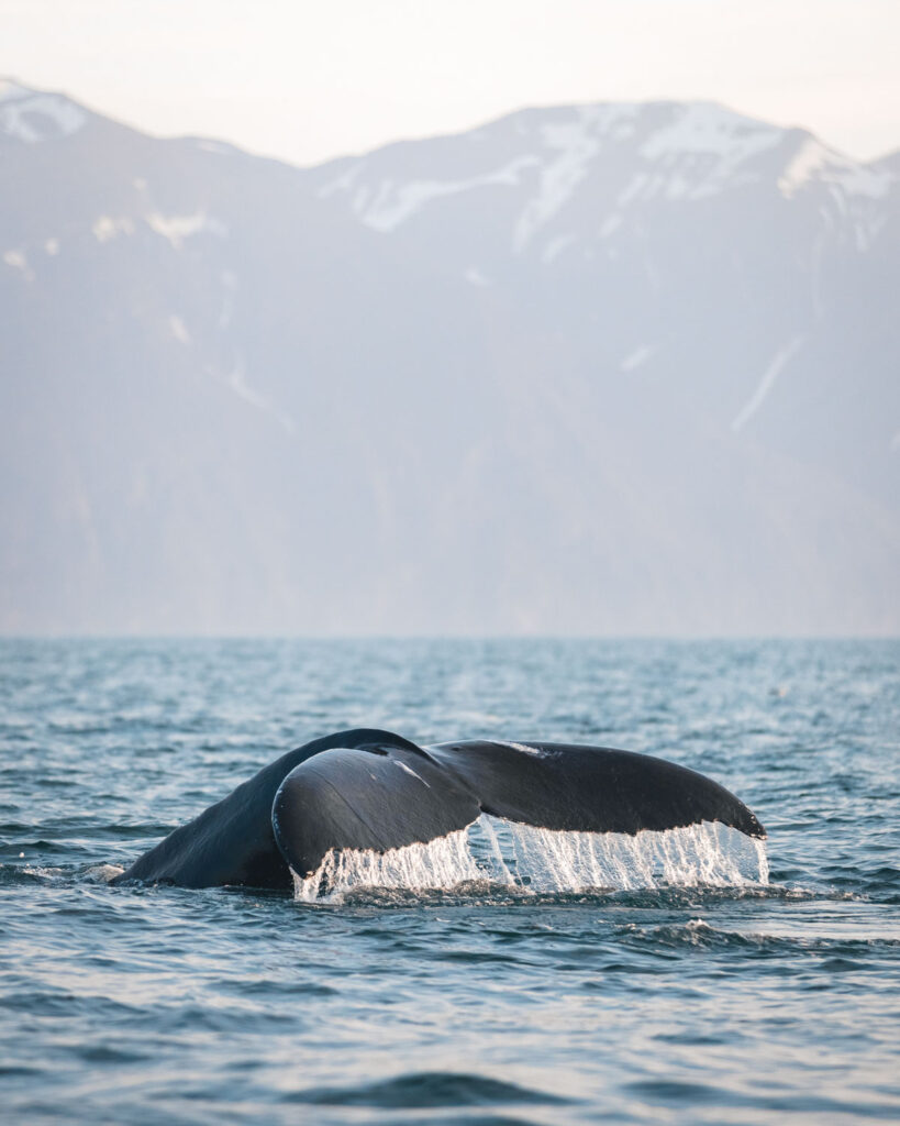 Humpback whale fluking
