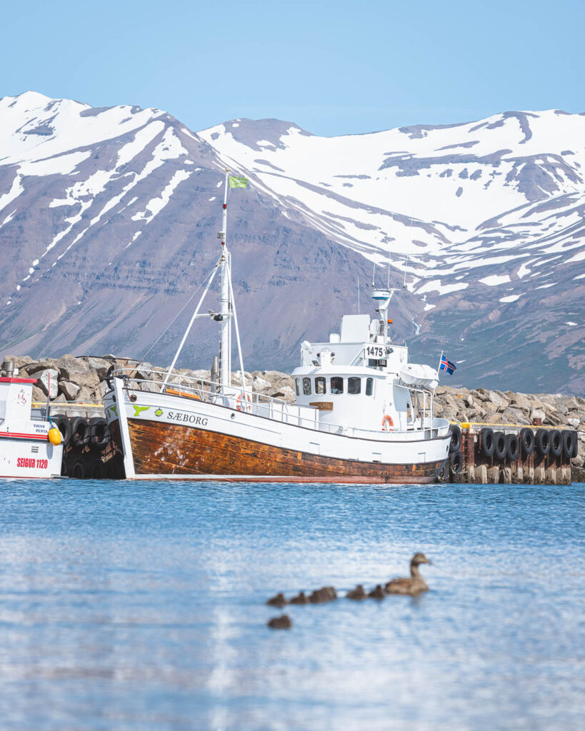 Sæborg traditional whale watching boat