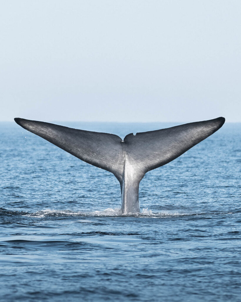 Blue whale showing its fluke.