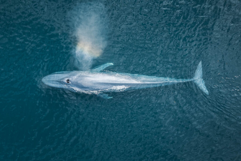 Birds eye view of Blue whale.