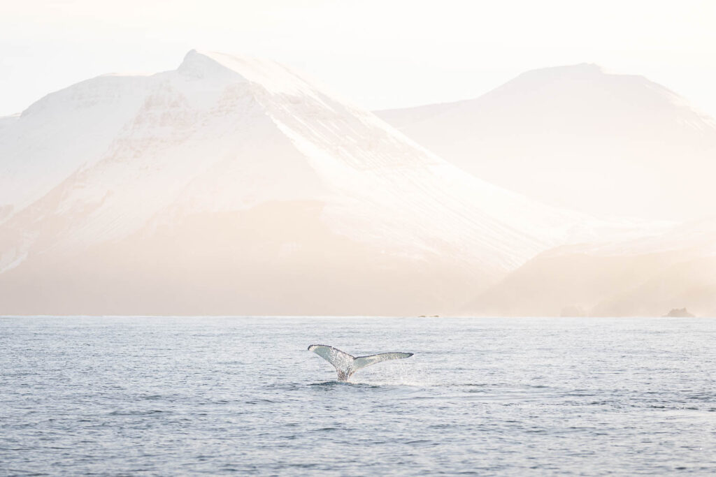 Humpback whale diving in soft wintery light.