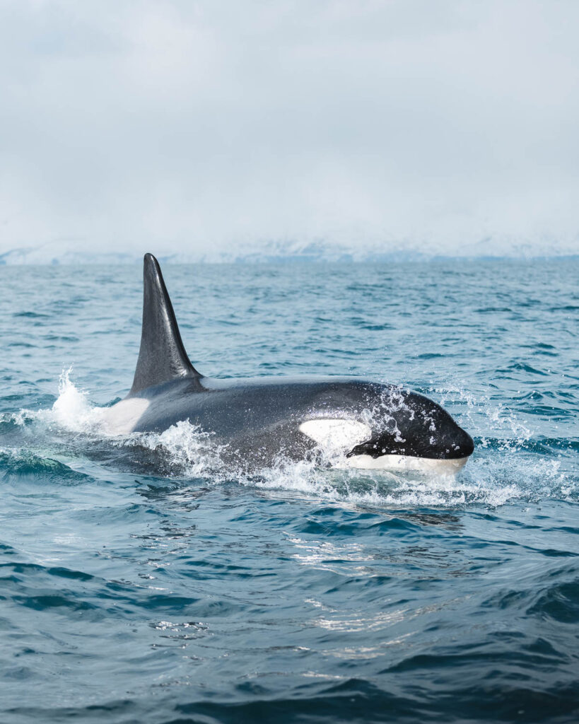 Killer whale close to Húsavík