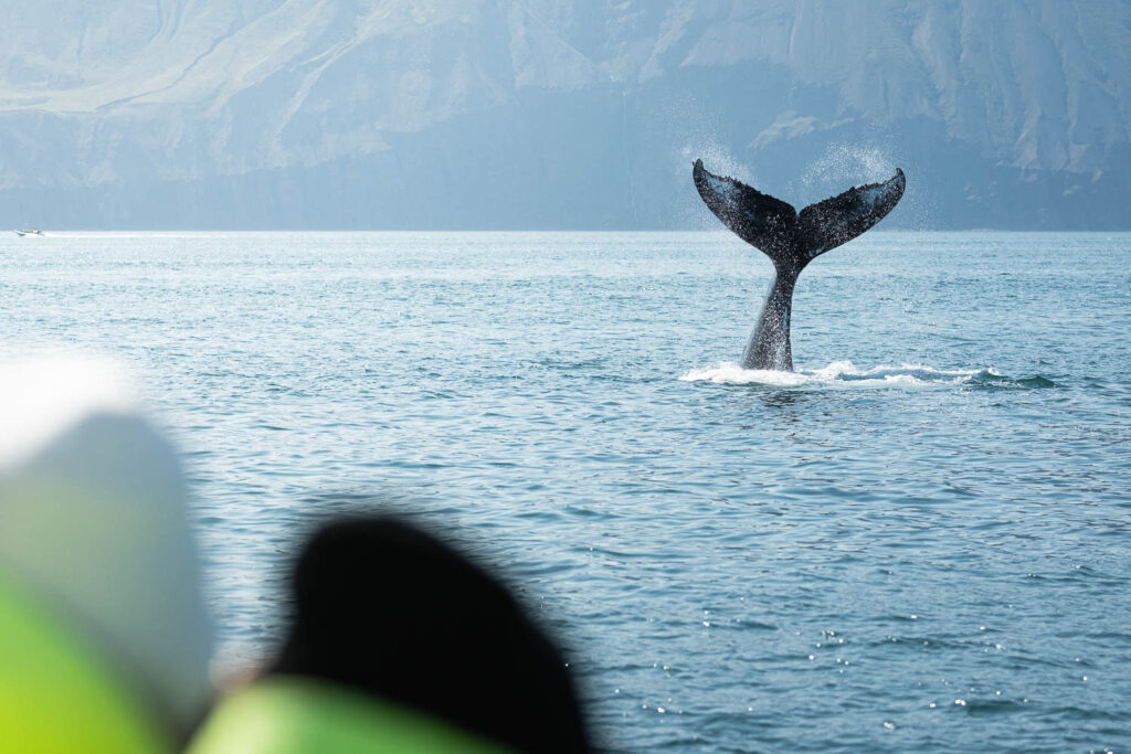 Playful humpback whale in Skjálfandi Bay.