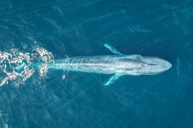 Blue whale diving Skjálfandi Bay © Maria Glarou