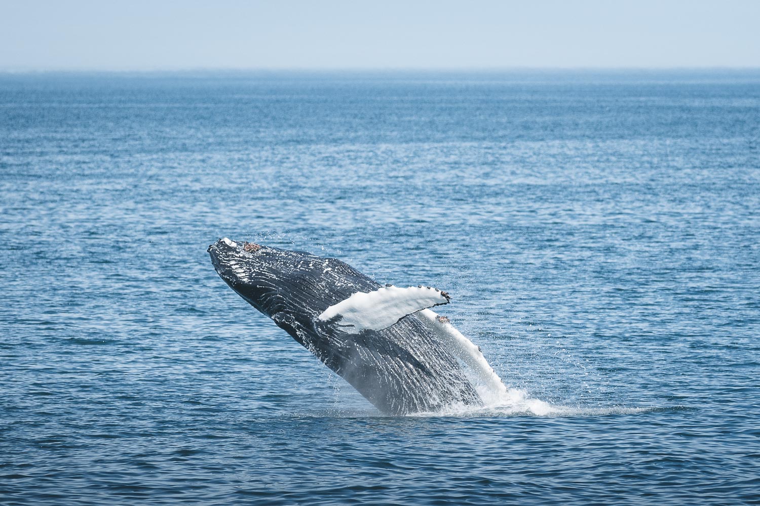 Breaching humpback whale Árskógssandur