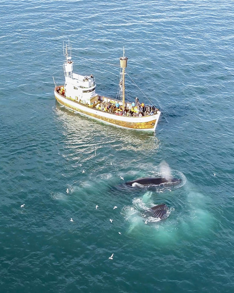 Bubble net feeding humpbacks next to Náttfari @ Ales Mucha