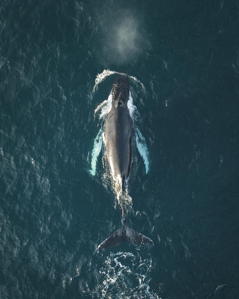 Humpback whale in Eyjafjörður