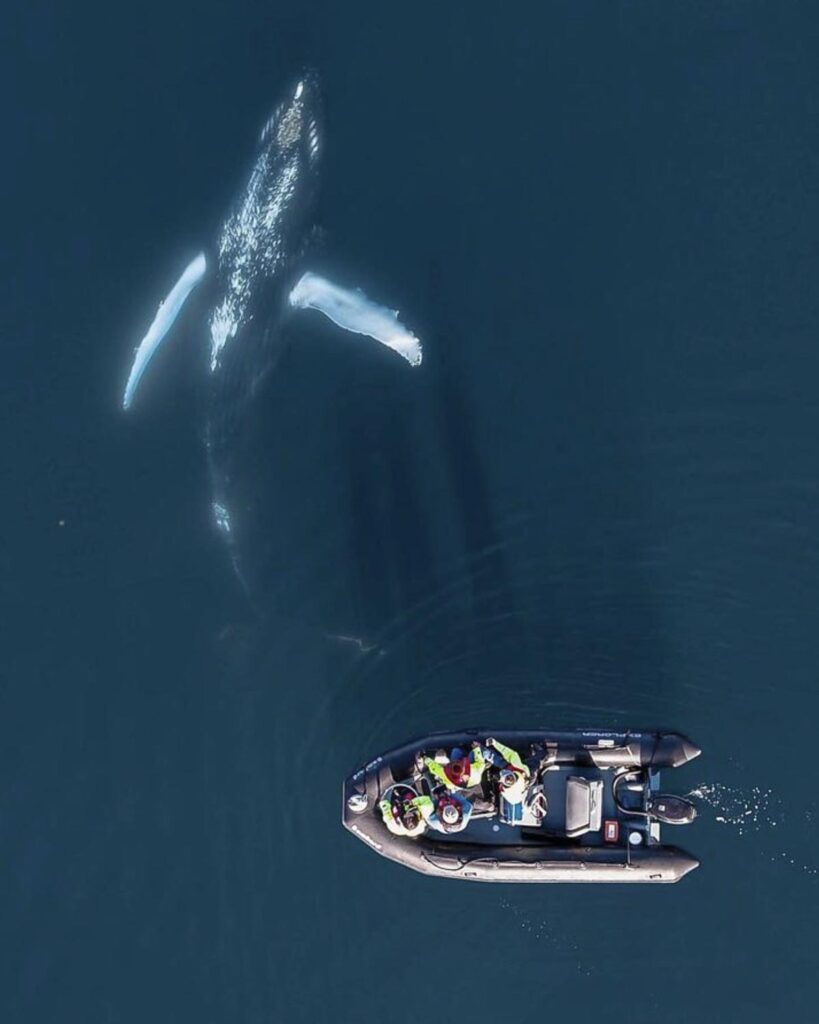 Curious humpback whale next to zodiac © Maria Glarou