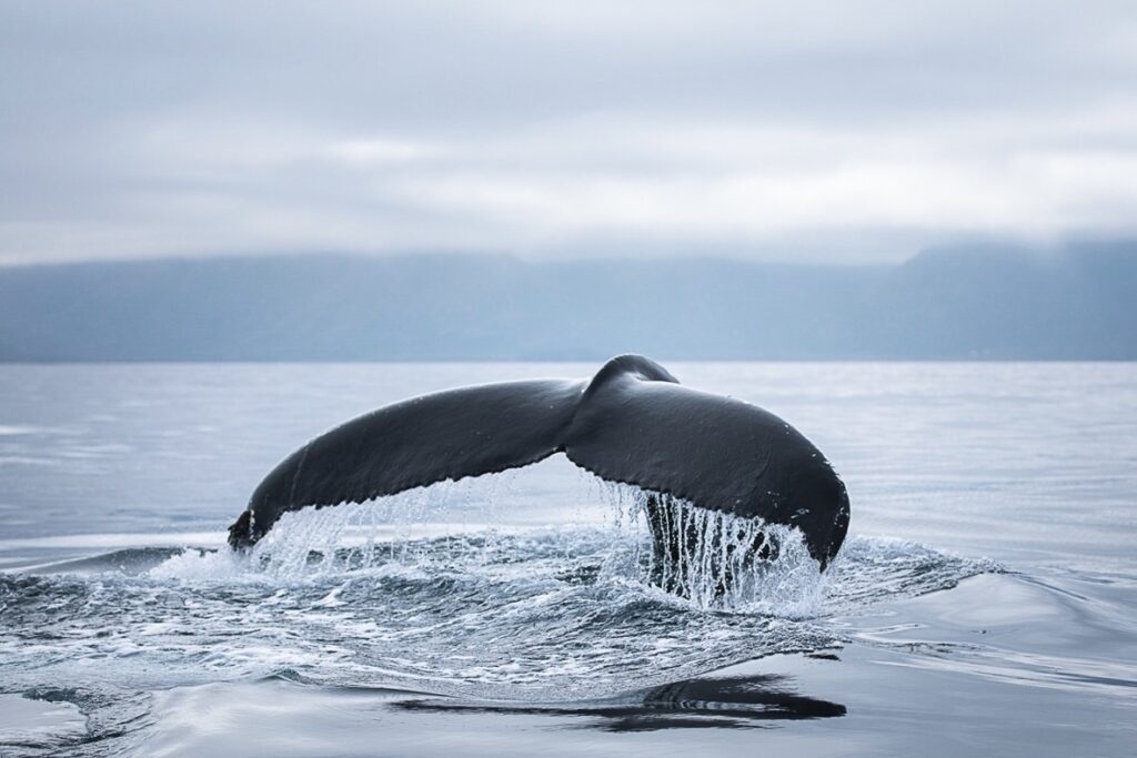 Humpback whale close to Húsavík