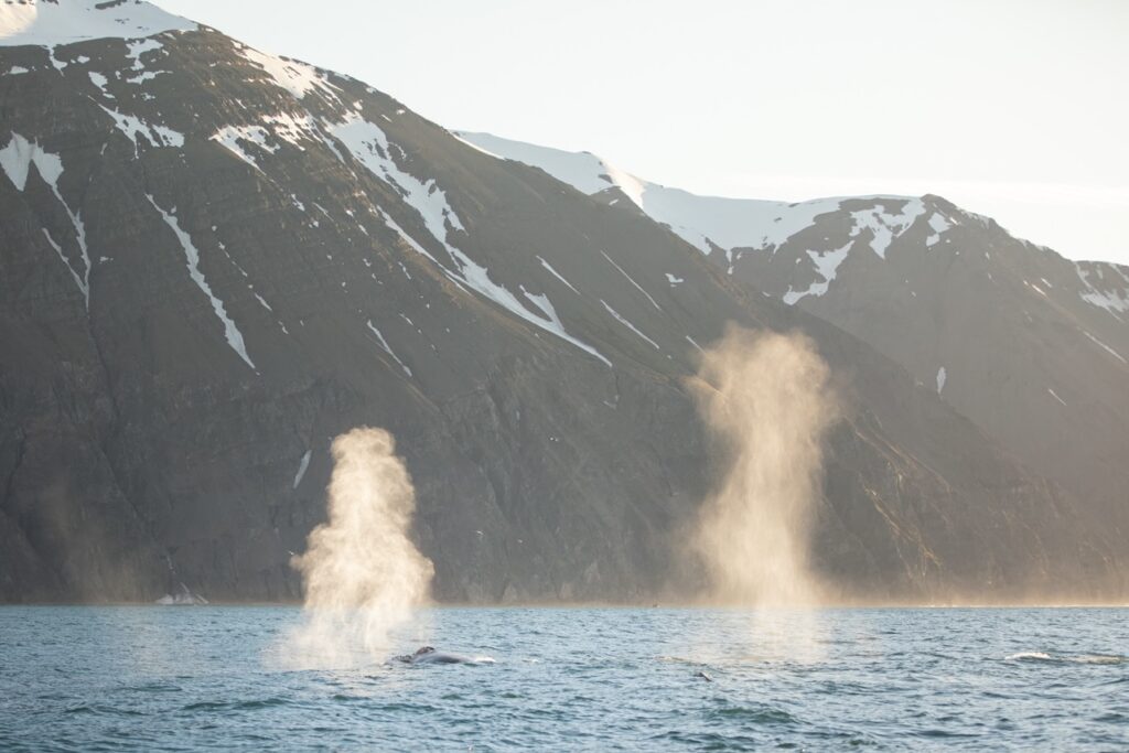 Humpback whales blowing close to Flatey Island