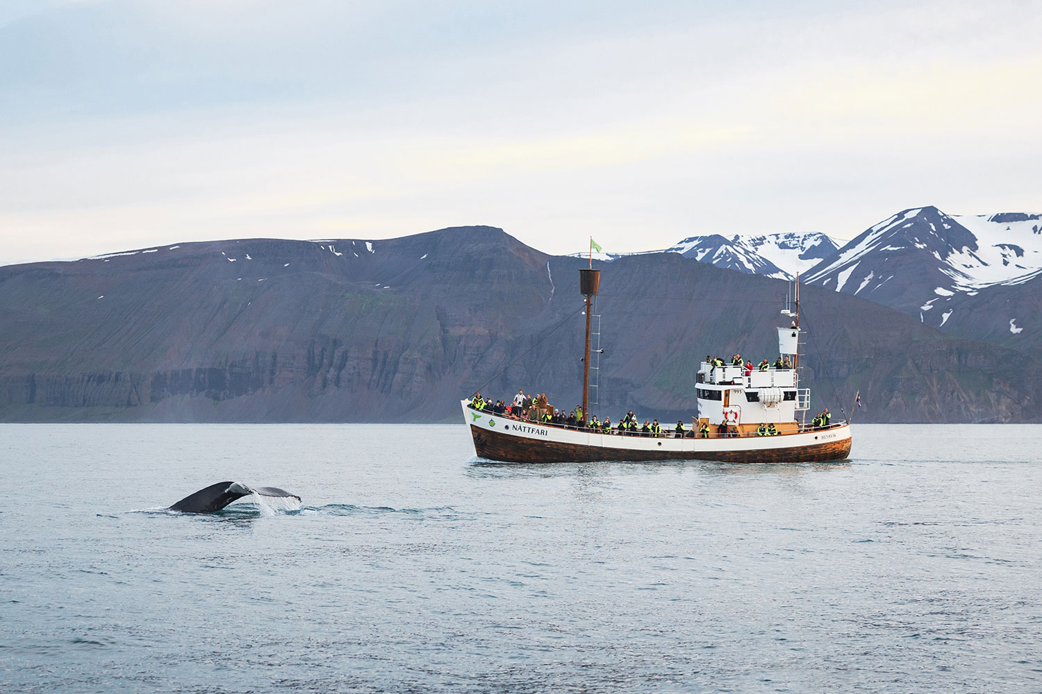 Humpback whale close to Náttfari Humpback whale close to Náttfari