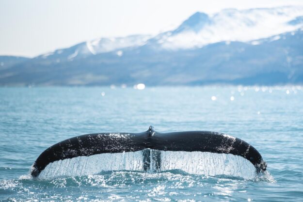 Humpback diving close to Húsavík © Ales Mucha