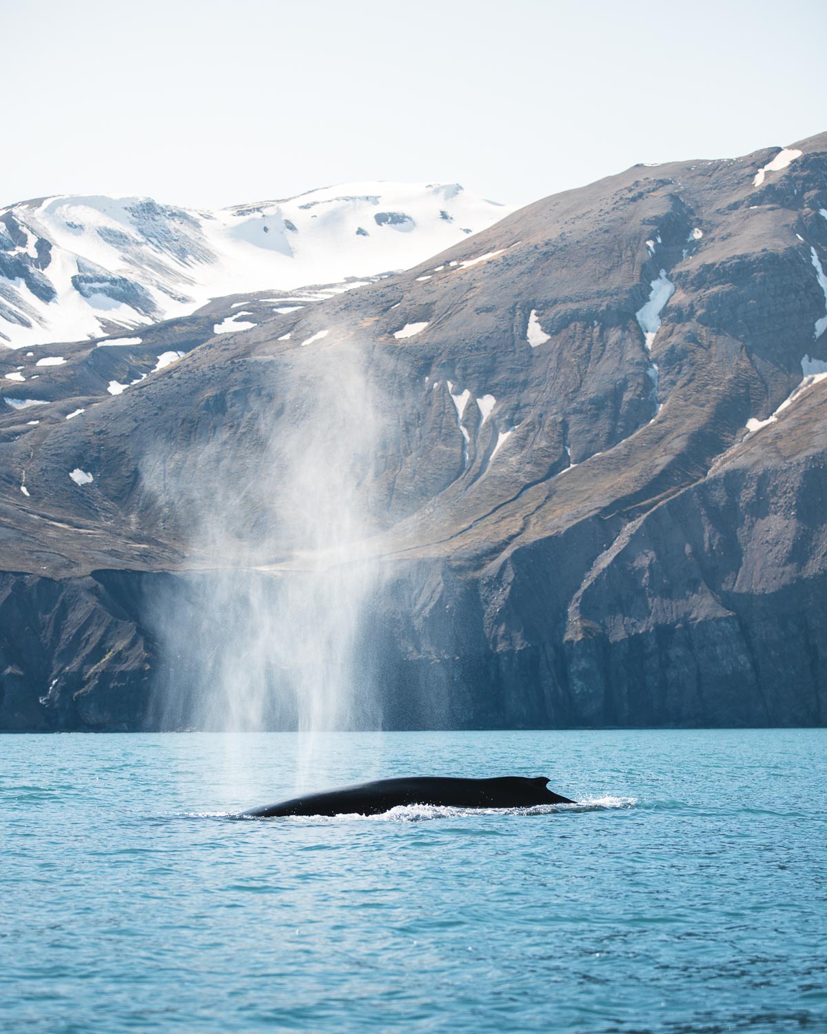 Up to 20 Humpback Whales Spotted in Skjálfandi Bay