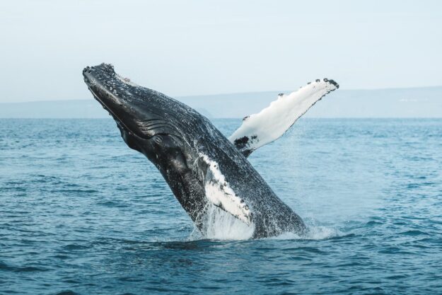 Humpback breaching close to Húsavík © Christian Schmidt