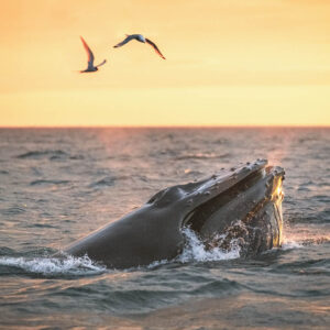 Humpback whale in midnight sun – photo by Ales Mucha Humpback whale in midnight sun - photo by Ales Mucha