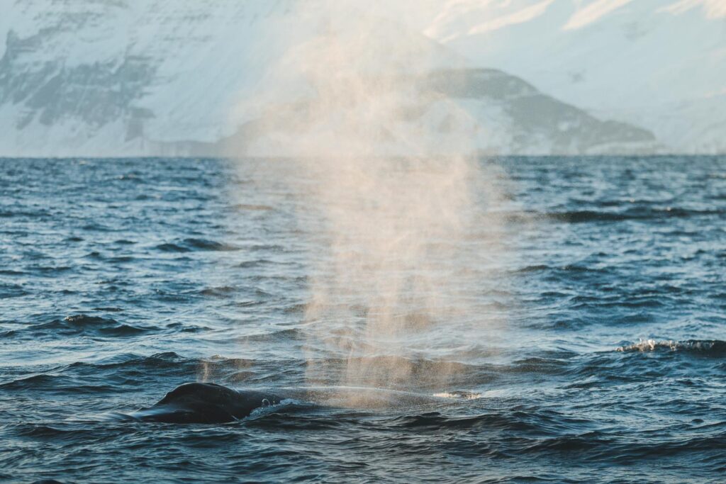 Humpback whale blowing in winter light © Christian Schmidt