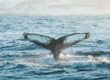 Humpback whale diving in winter Húsavík © Christian Schmidt