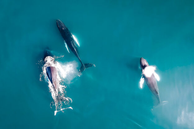 A group of humpback whales is a common sight on our tours from Árskógssandur. Photo by Maria Glarou.