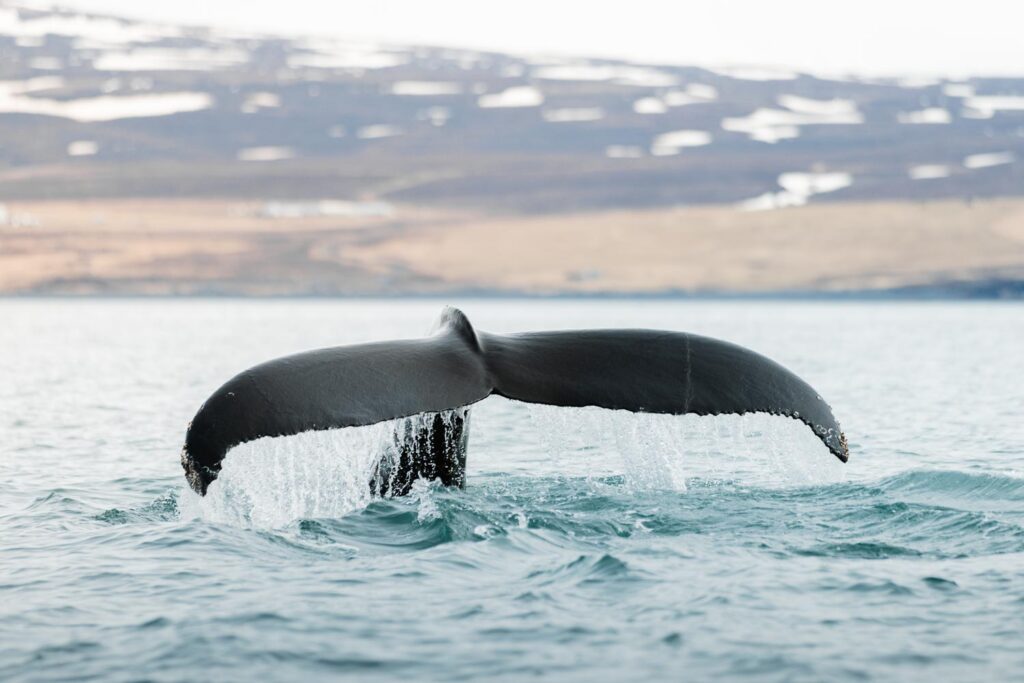Humpback whale diving © Ales Mucha