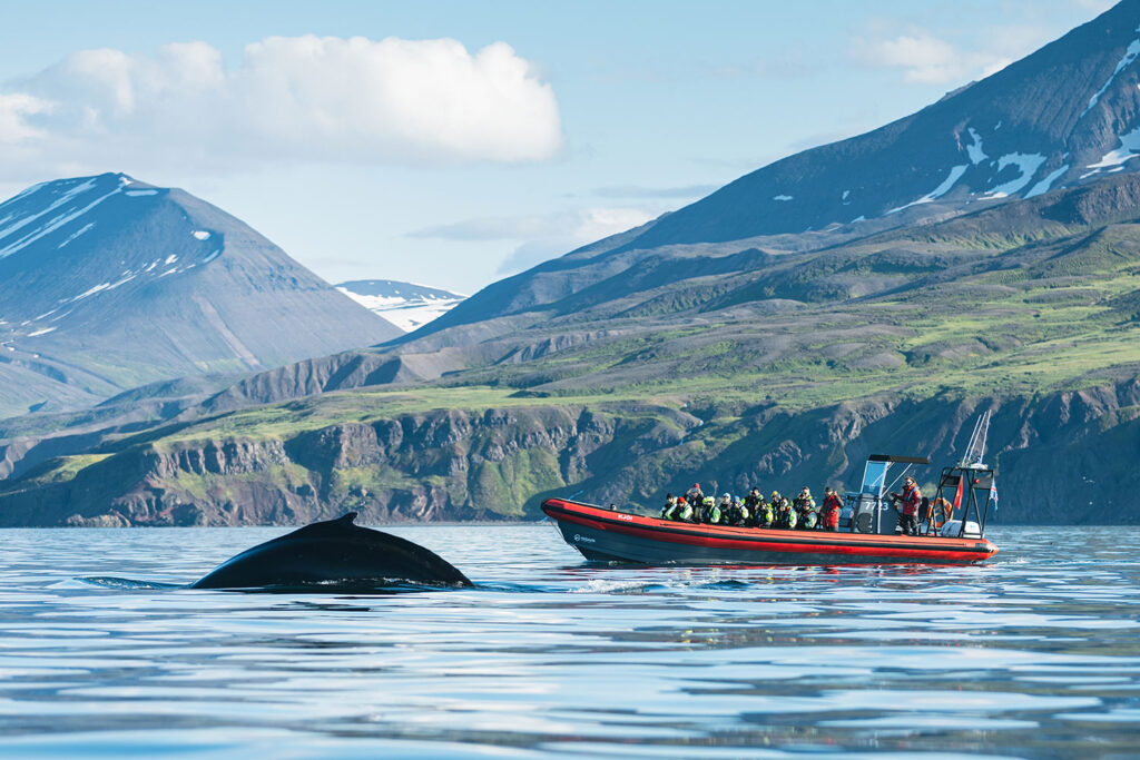 Humpback whale by Ales Mucha